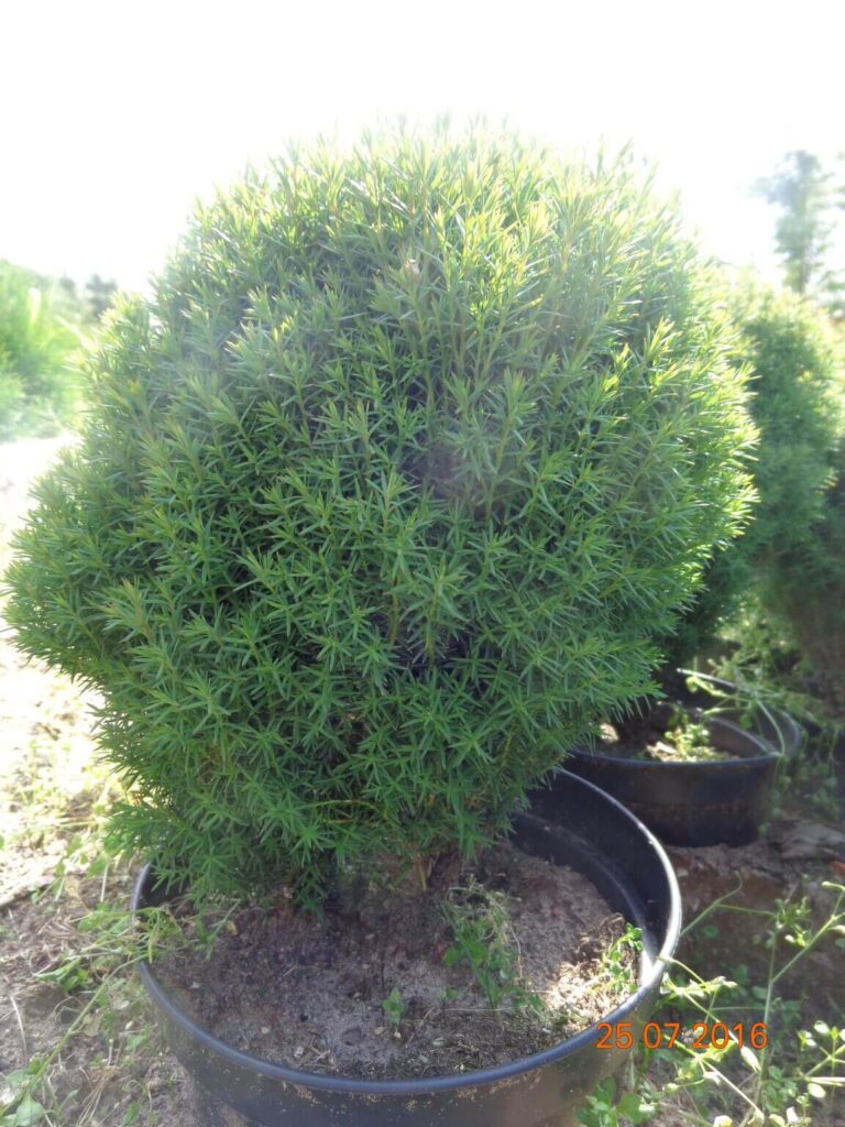 szkolka-drzew-czaple-jan-maria-formela-galeria-zdjec-2