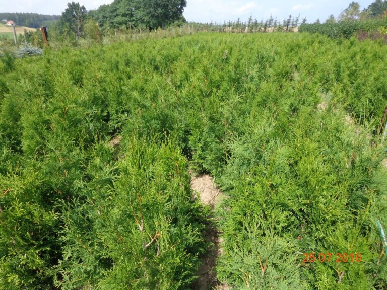 szkolka-drzew-czaple-jan-maria-formela-galeria-zdjec-4