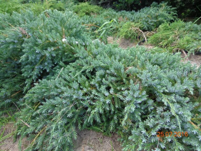 szkolka-drzew-czaple-jan-maria-formela-galeria-zdjec-5