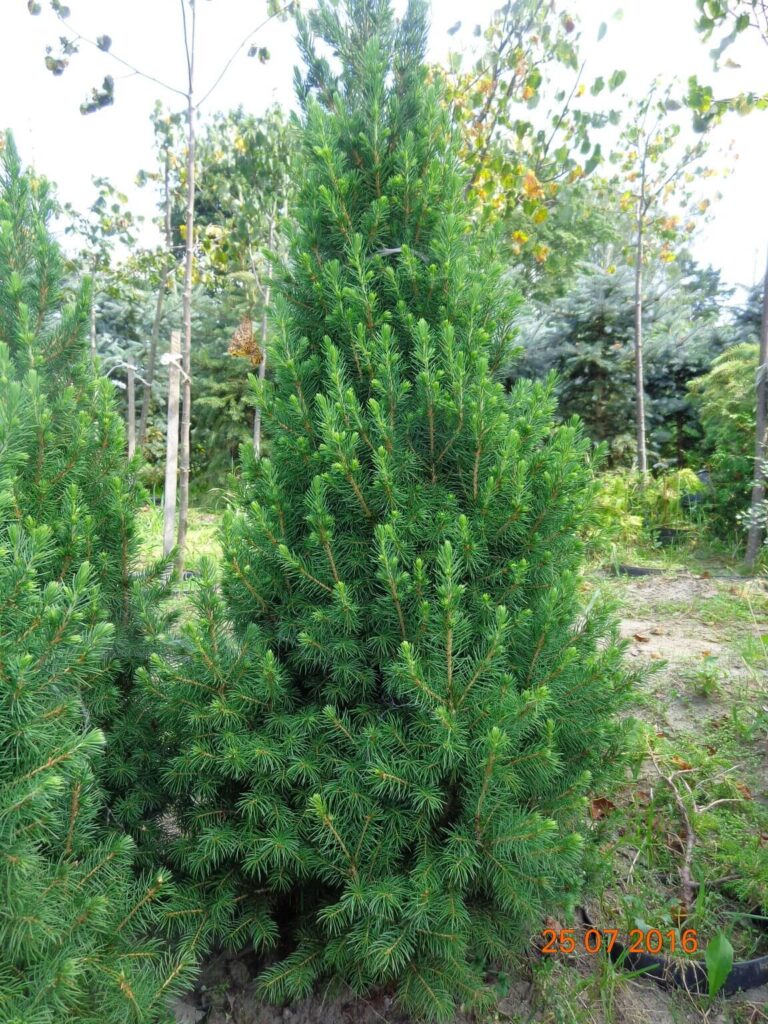 szkolka-drzew-czaple-jan-maria-formela-galeria-zdjec-6