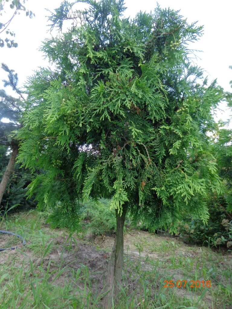 szkolka-drzew-czaple-jan-maria-formela-galeria-zdjec-7