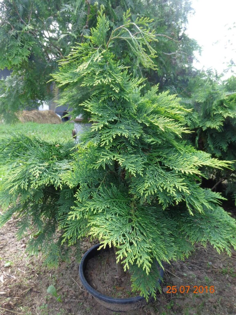 szkolka-drzew-czaple-jan-maria-formela-galeria-zdjec-8